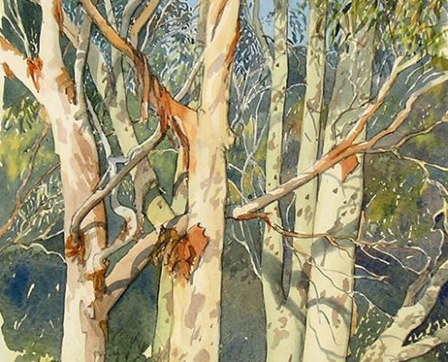 Lemon scented gums